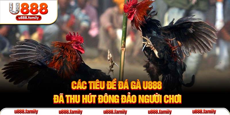 Các tiêu đề đá gà U888 đã thu hút đông đảo người chơi